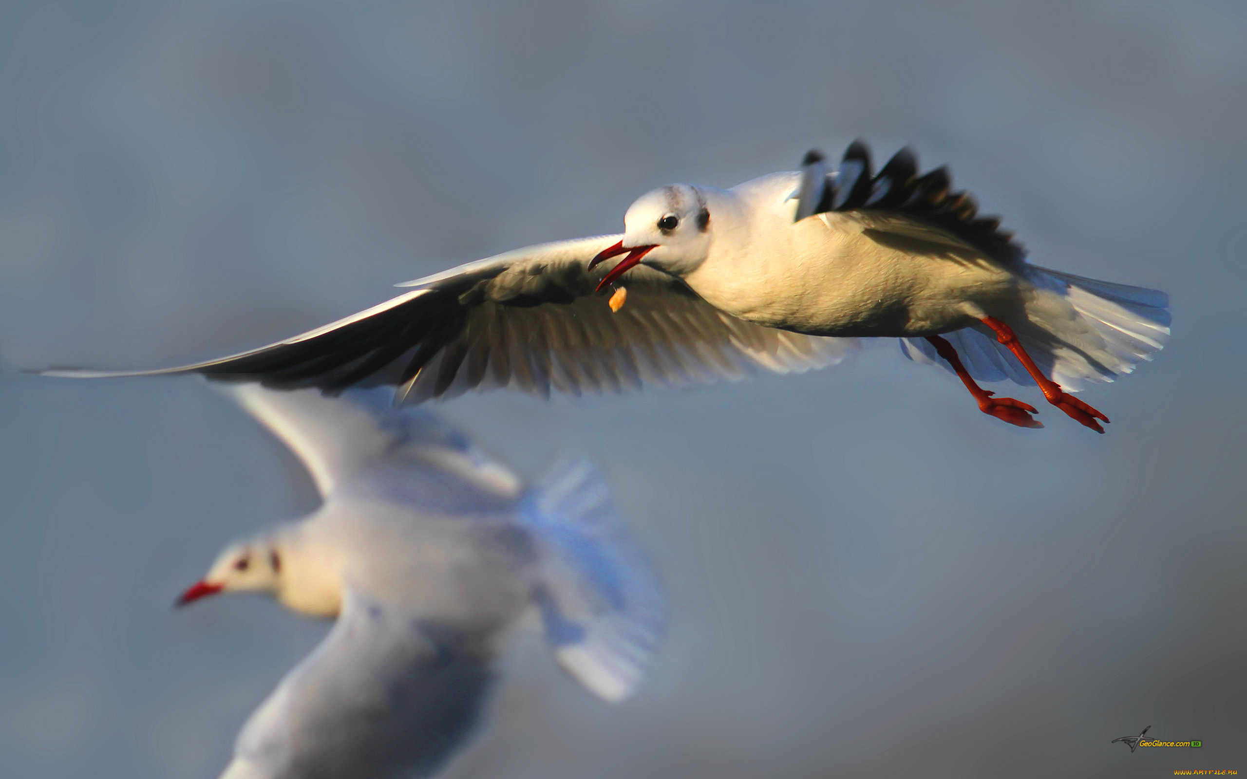 животные, Чайки, бакланы, крачки