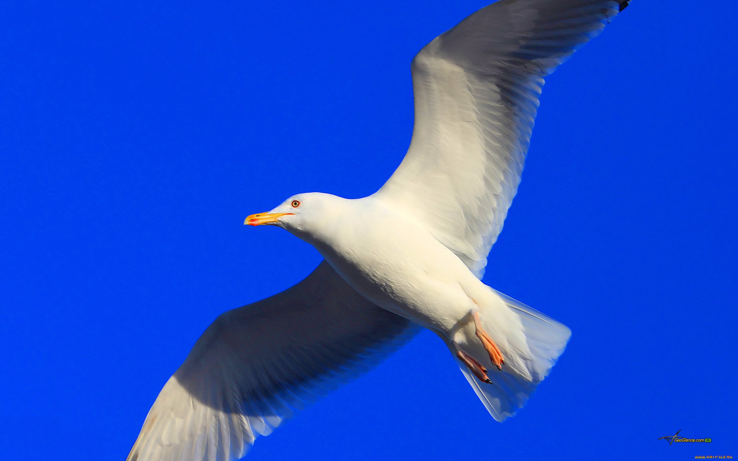 животные, Чайки, бакланы, крачки