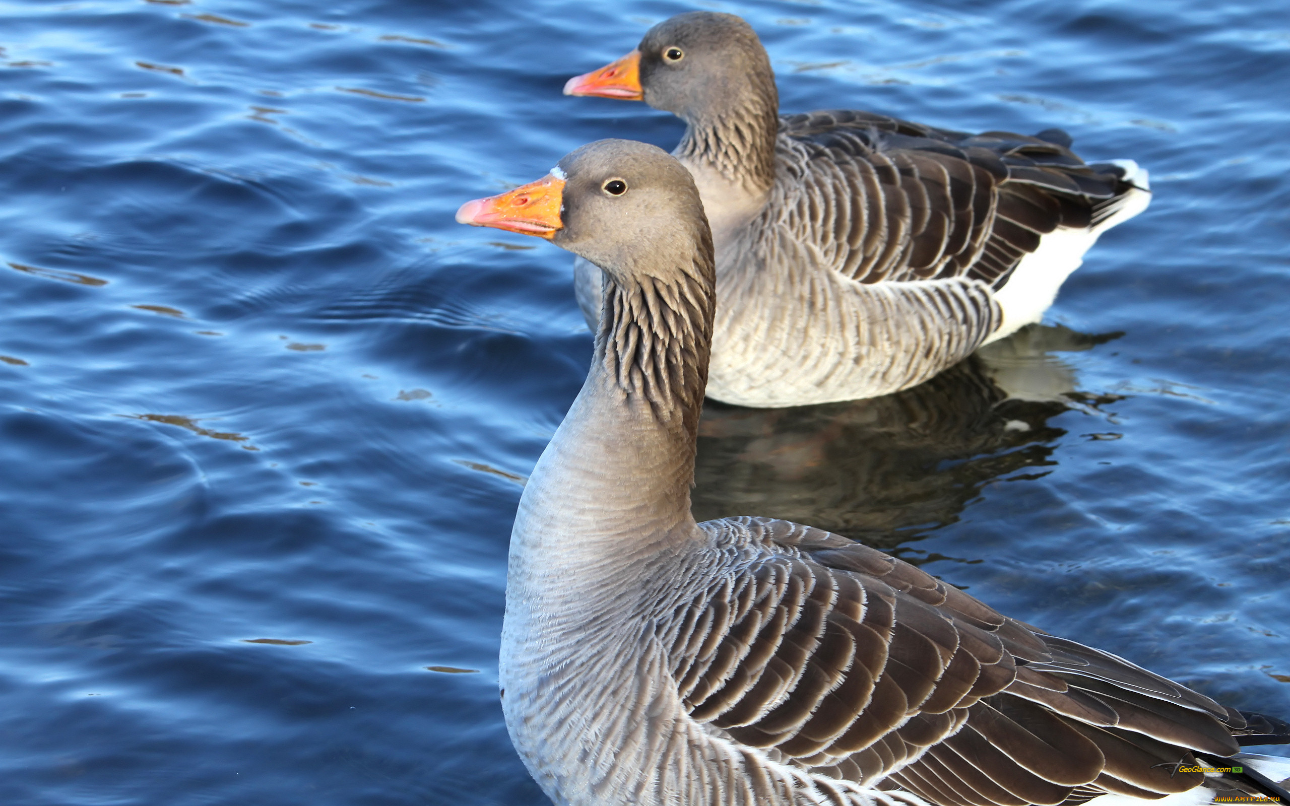 животные, гуси