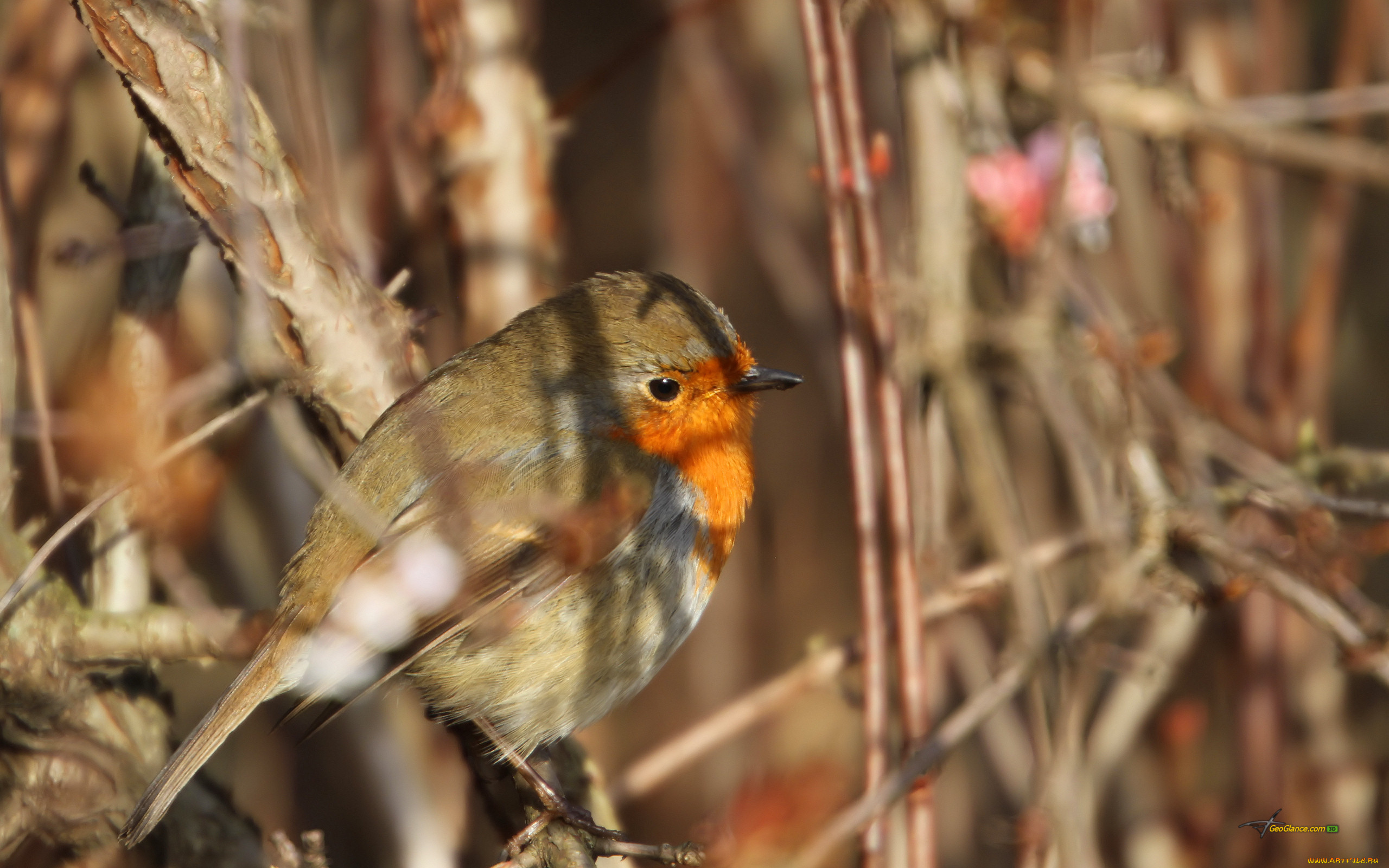 животные, зарянки, малиновки