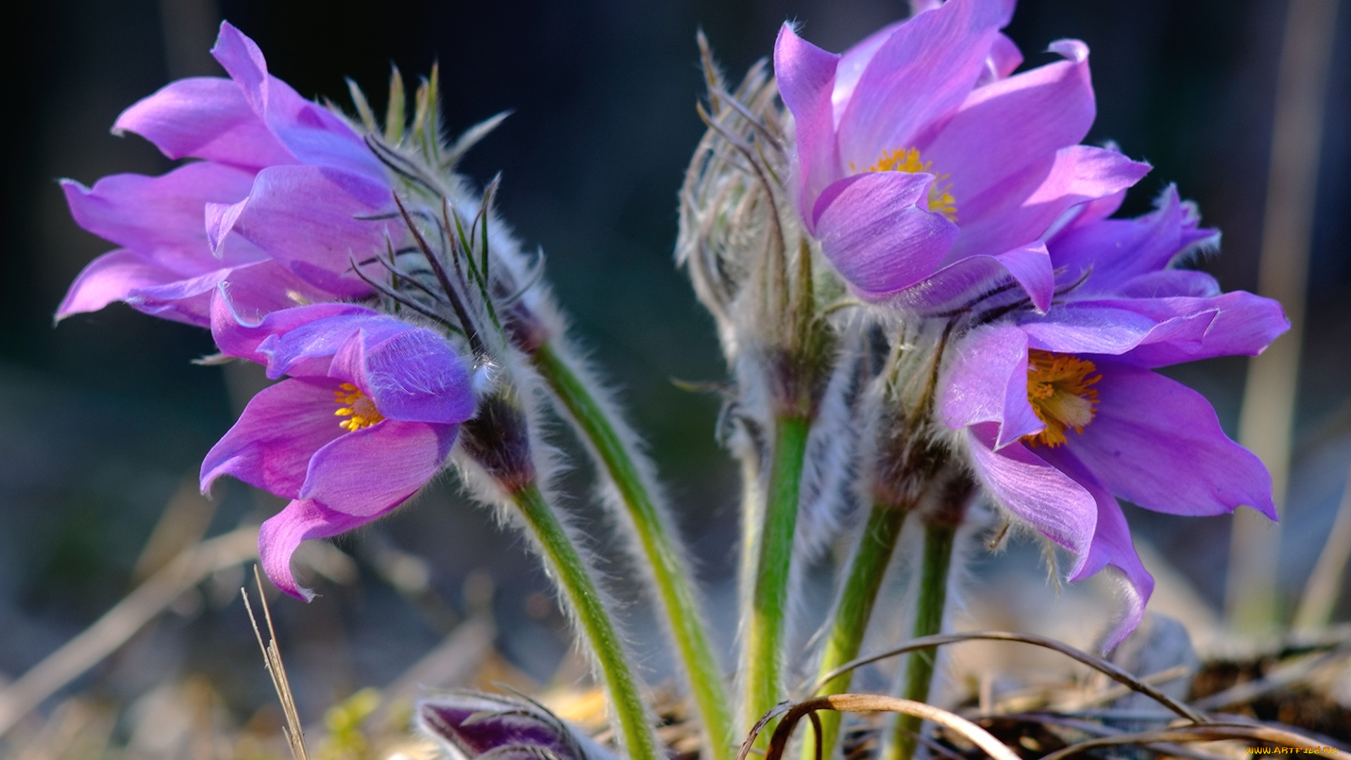 цветы, анемоны, , адонисы, сон-трава