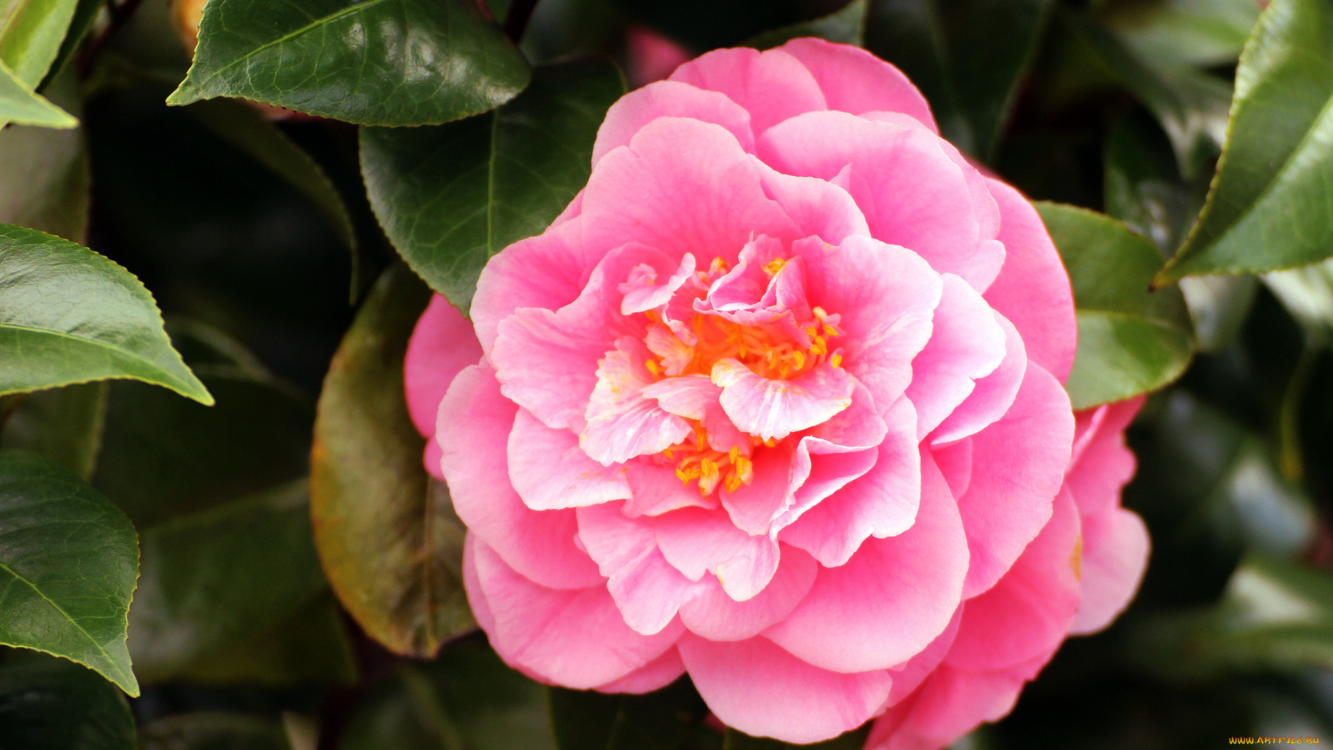 цветы, камелии, розовый