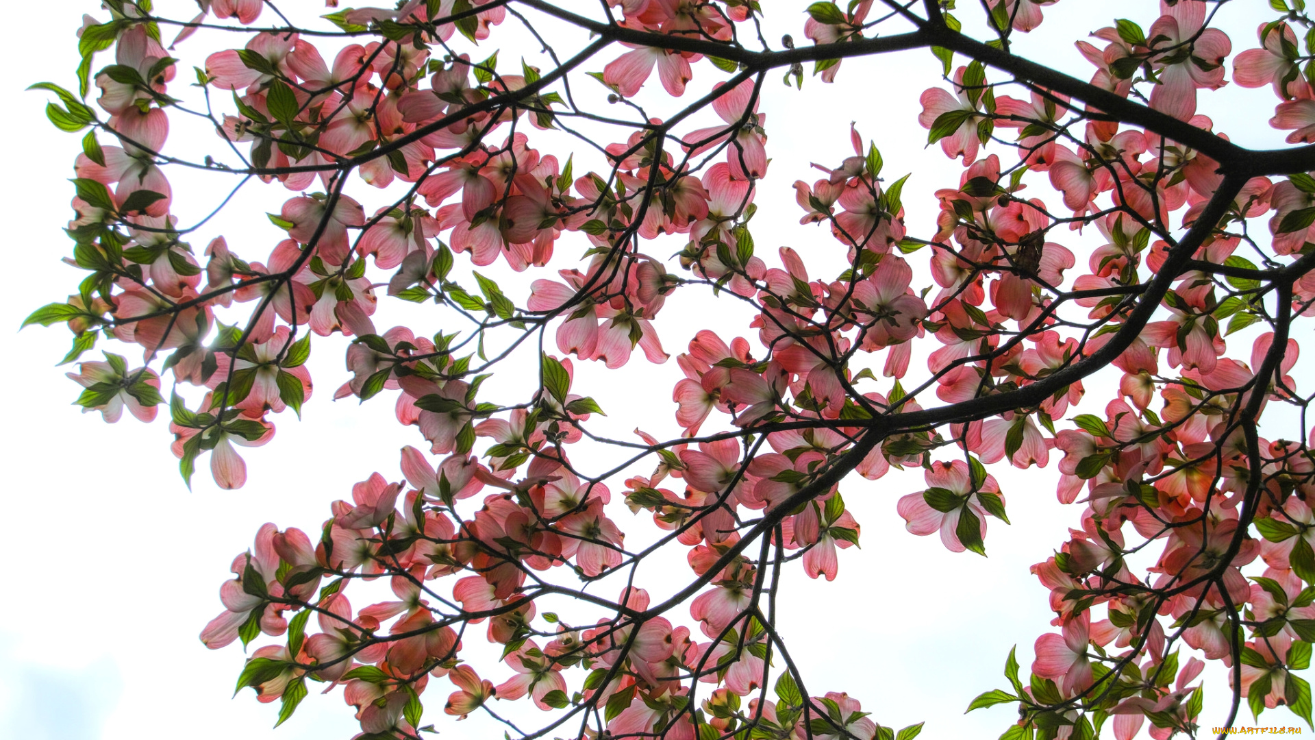 цветы, кизил, дерево