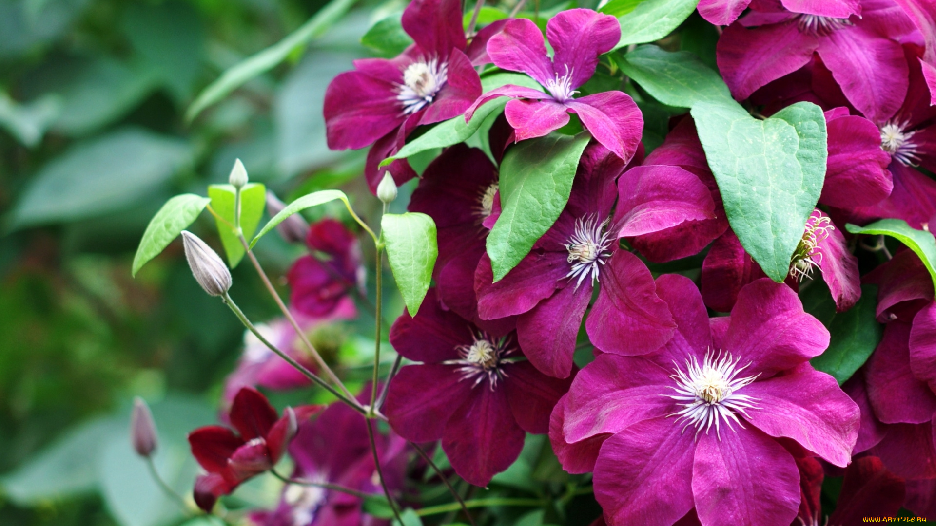 цветы, клематис, , ломонос, розовый