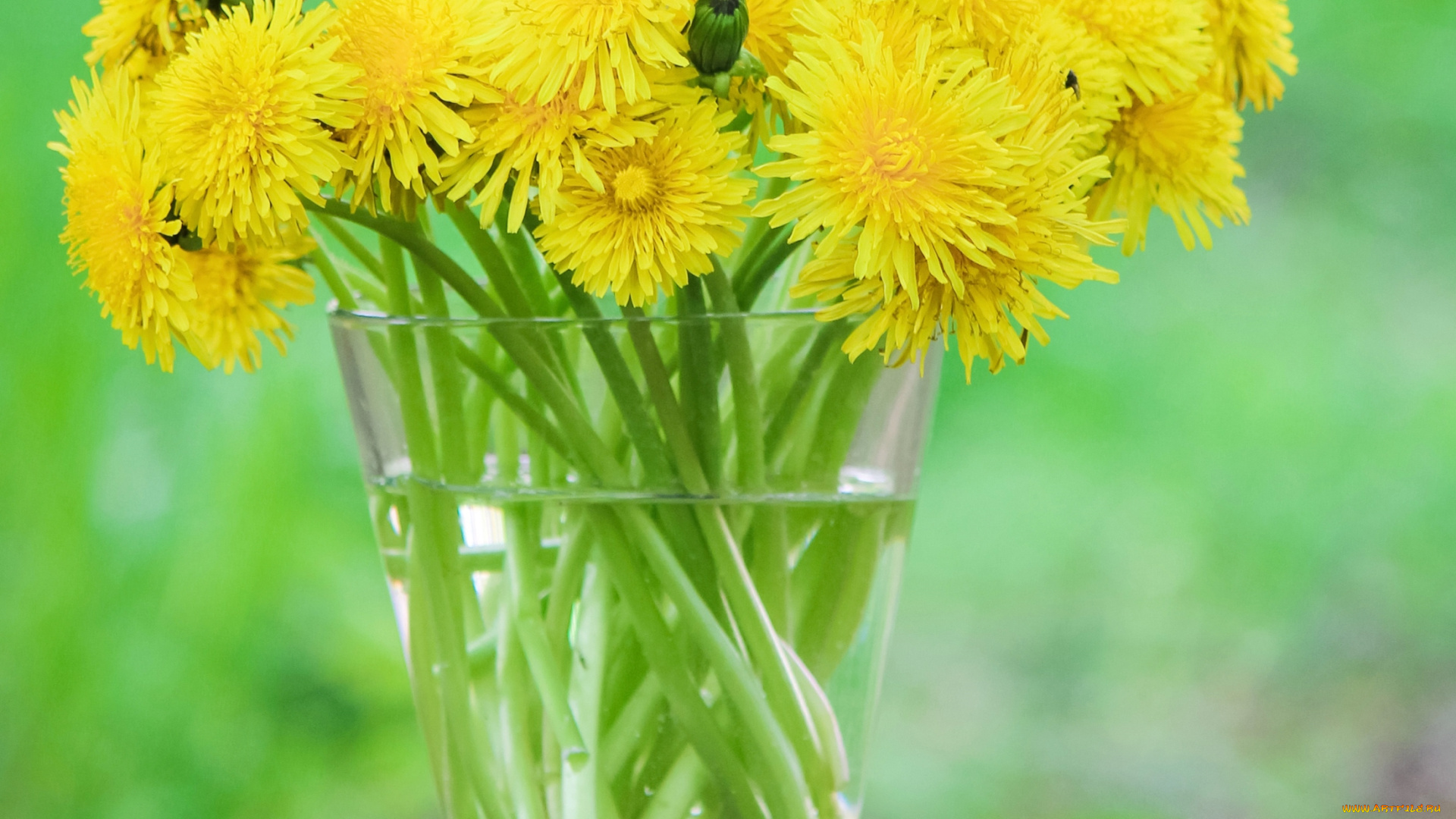 цветы, одуванчики, желтый
