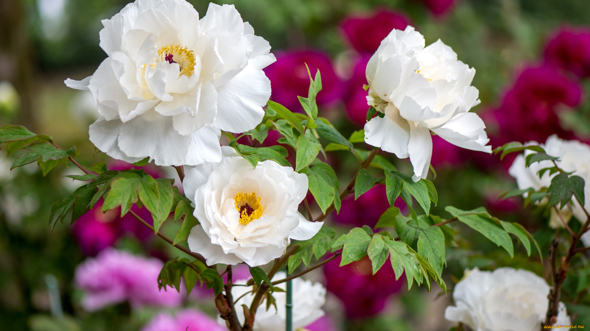 цветы, пионы, белый