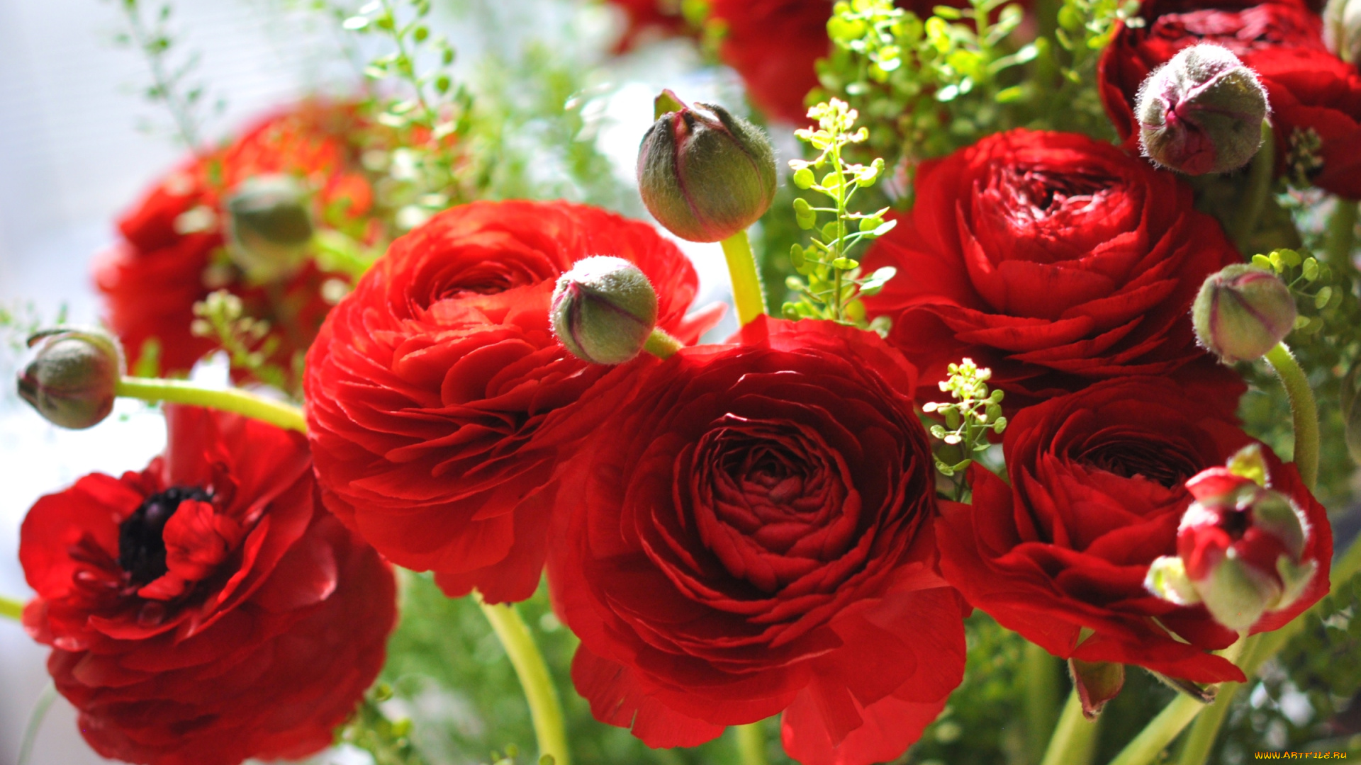 цветы, ранункулюс, , азиатский, лютик, красный