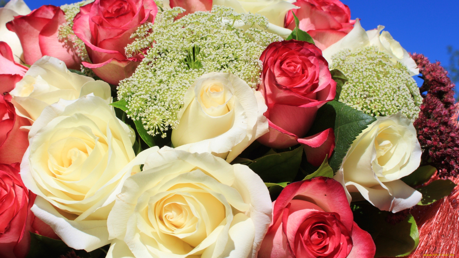 цветы, розы, букет