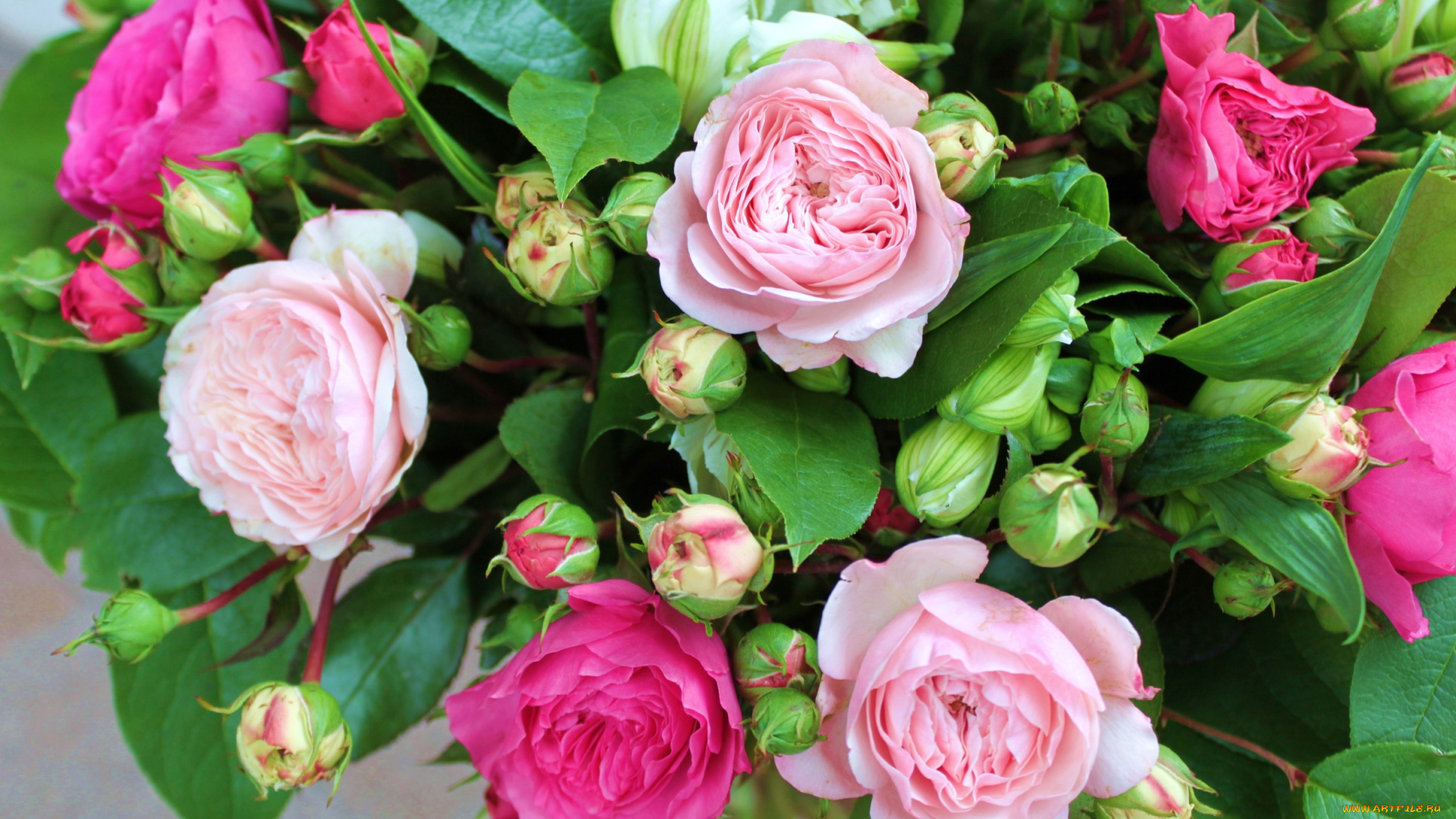 цветы, розы, бутоны