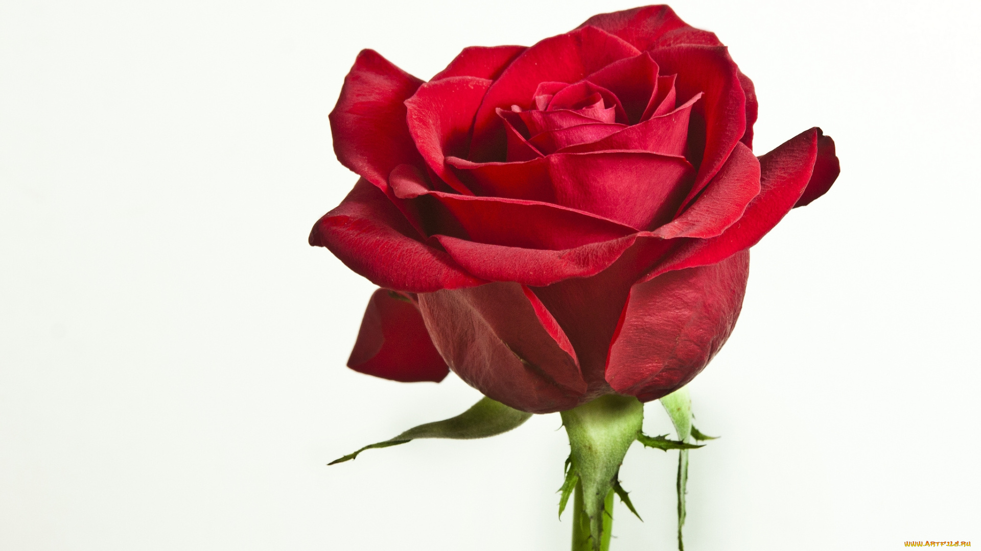 цветы, розы, красный