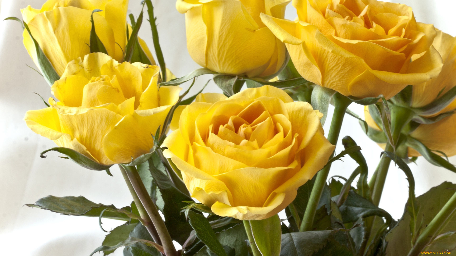 цветы, розы, желтый
