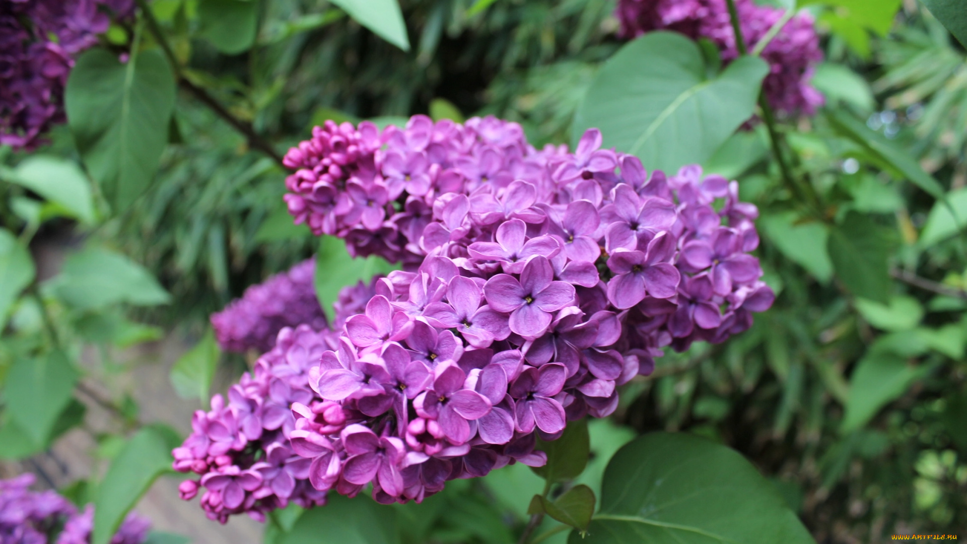 цветы, сирень, лиловый