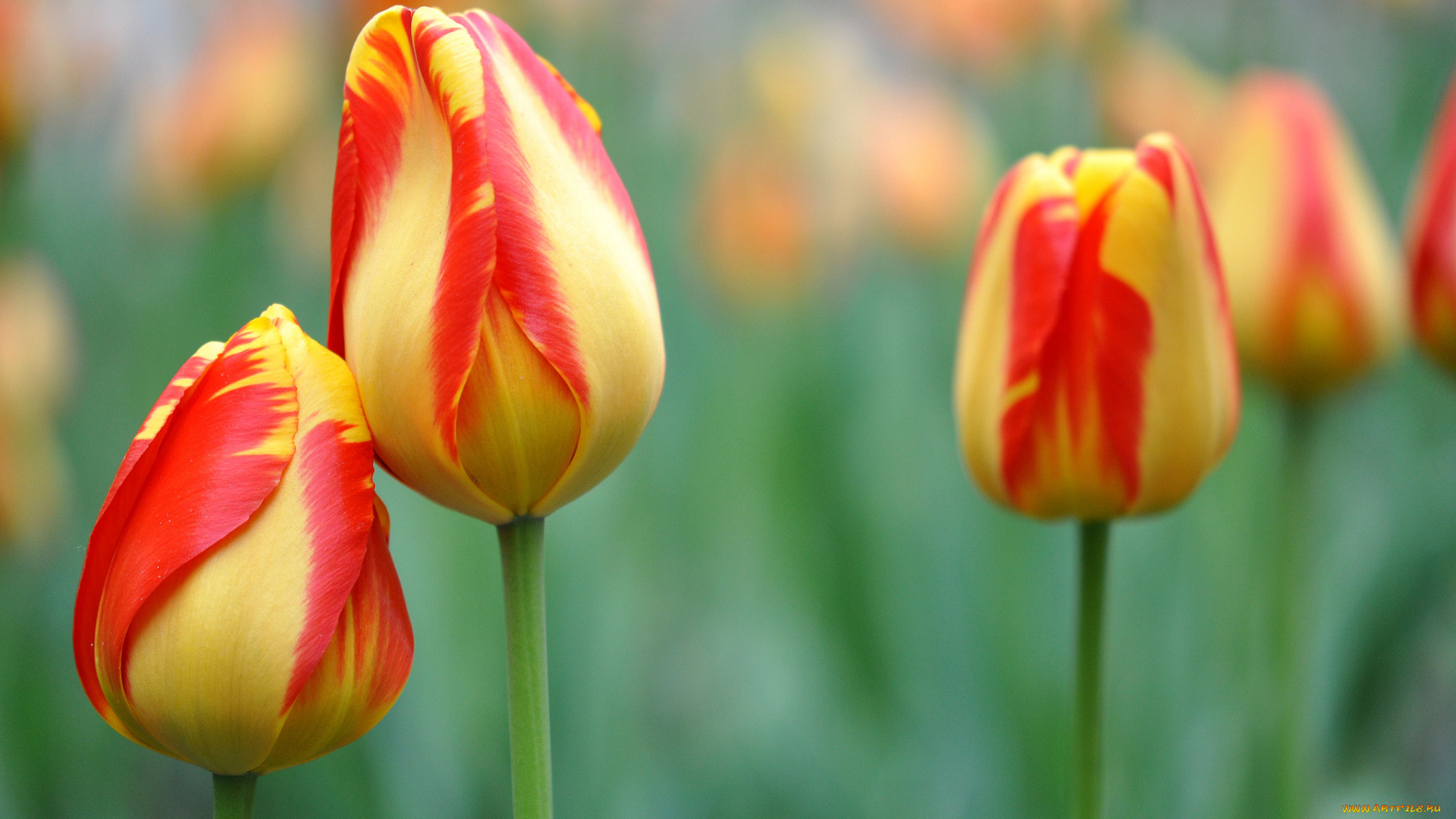 цветы, триллиумы, бутоны