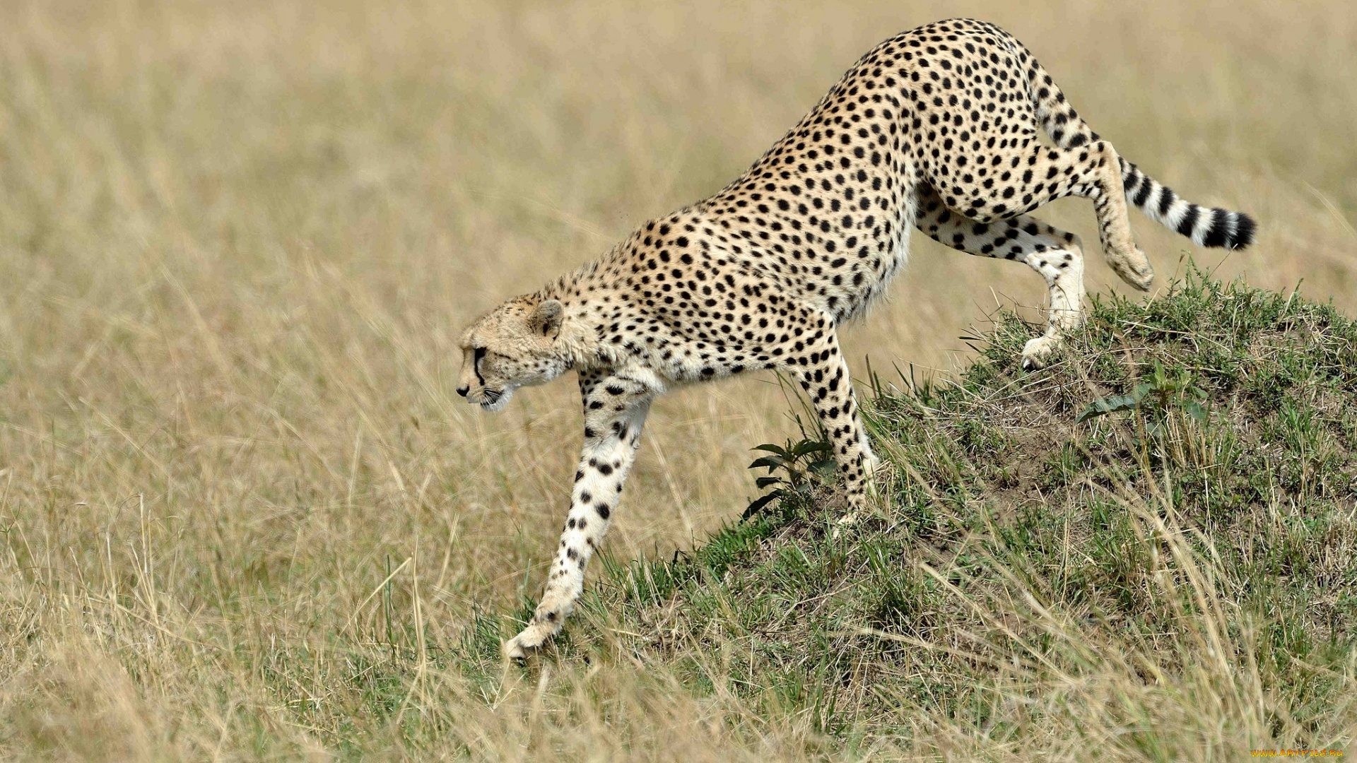 животные, гепарды, кошка