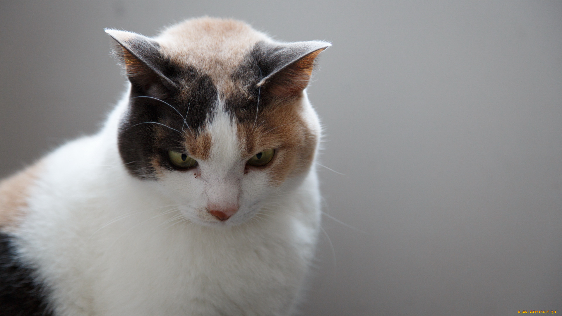 животные, коты, взгляд