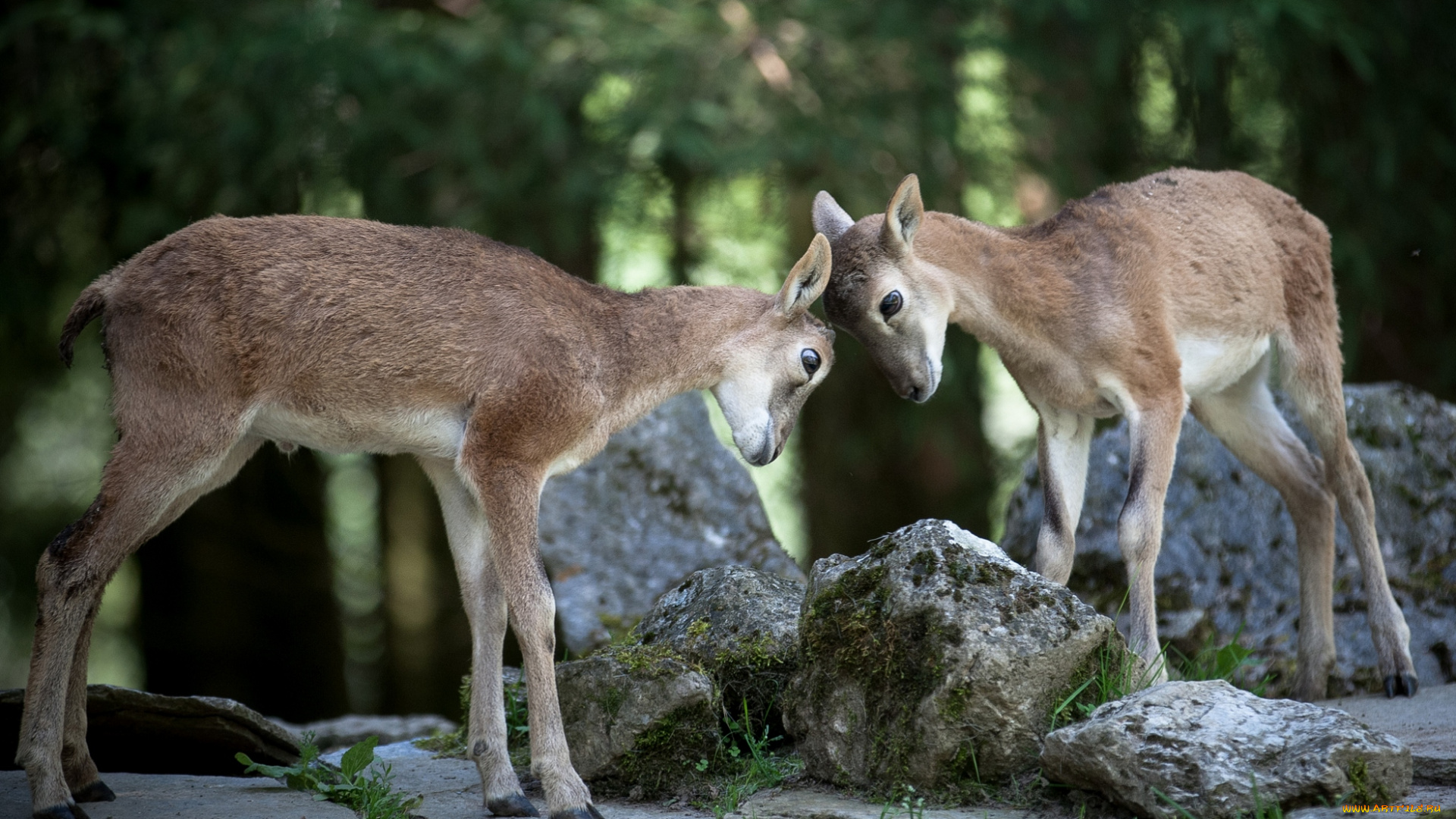 животные, козы, драка