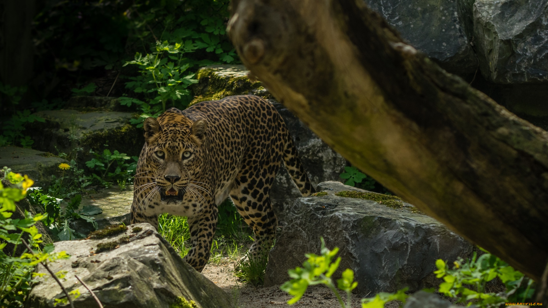животные, леопарды, заросли, кошка, морда