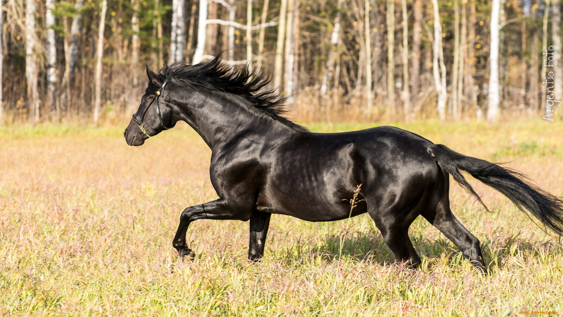 животные, лошади, вороной