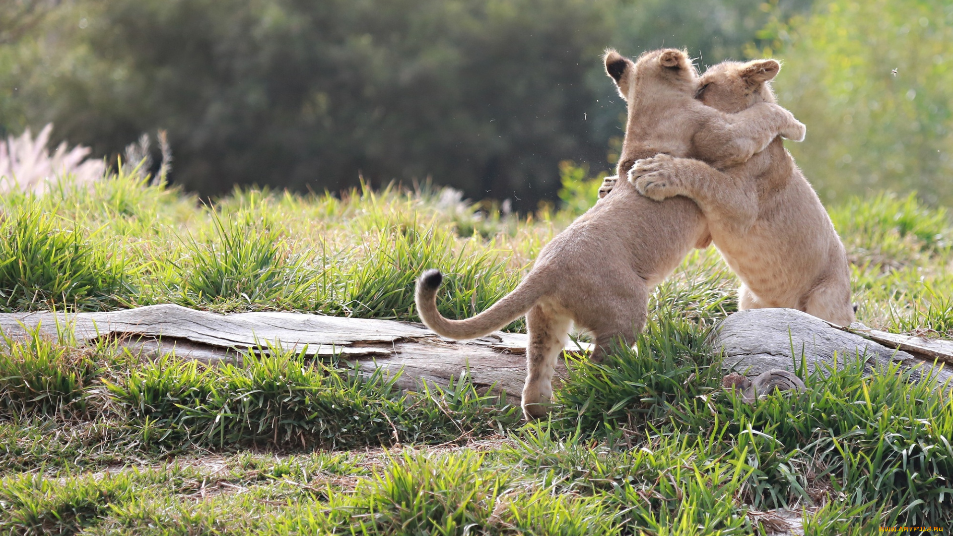 животные, львы, малыши, пара, игра, драка