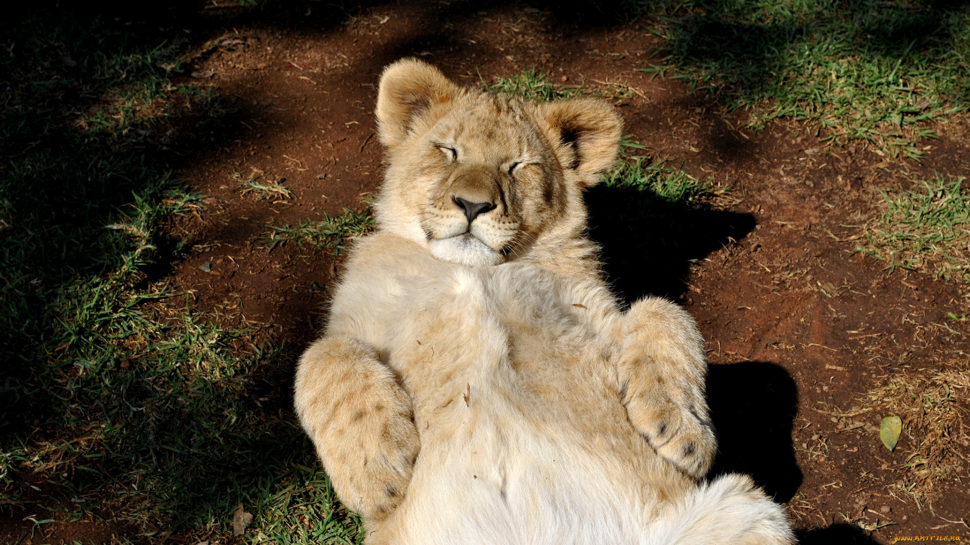 животные, львы, отдых, кошка, львенок, лев