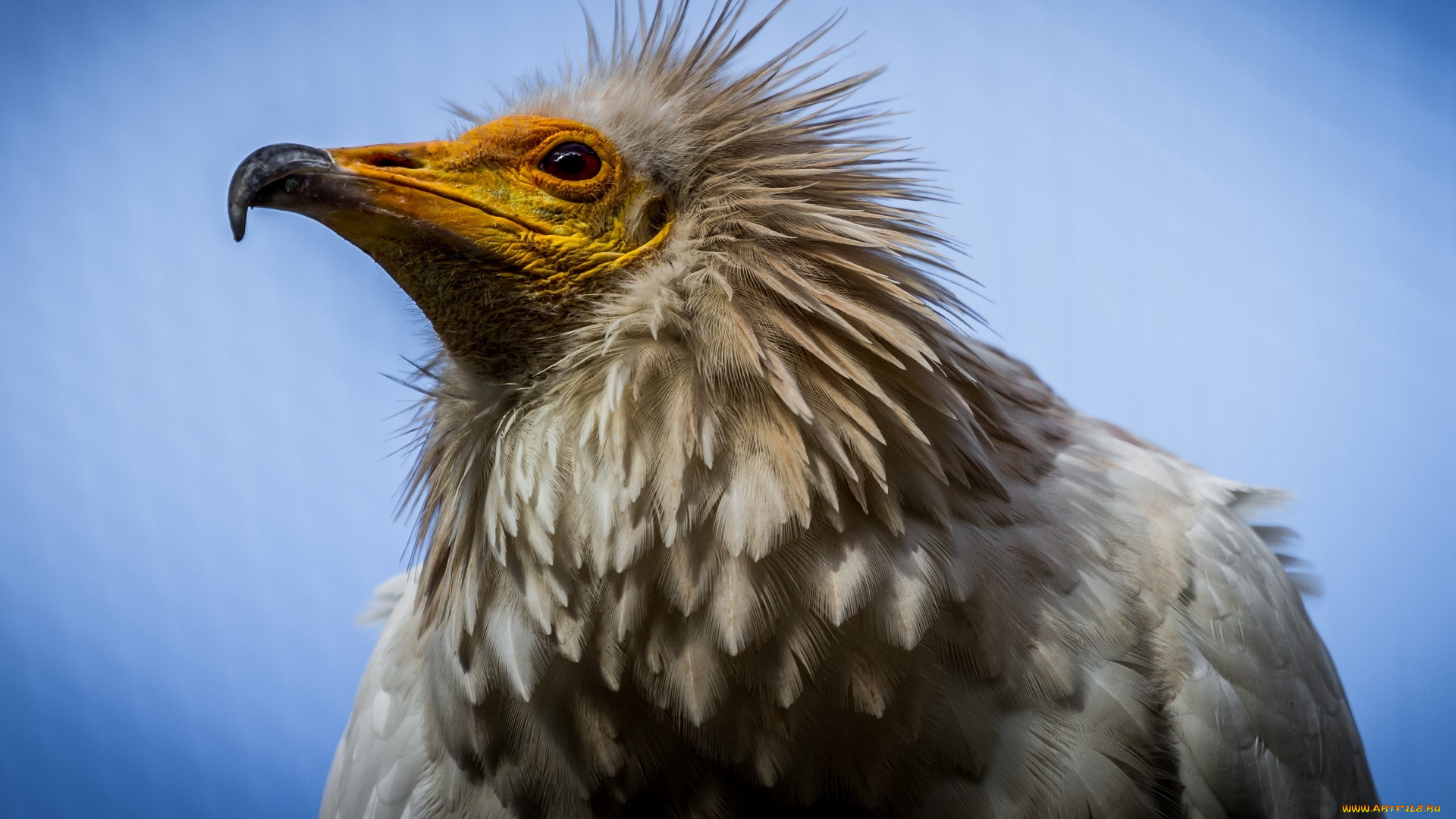 животные, птицы, -, хищники, клюв, перья, хищник, гриф