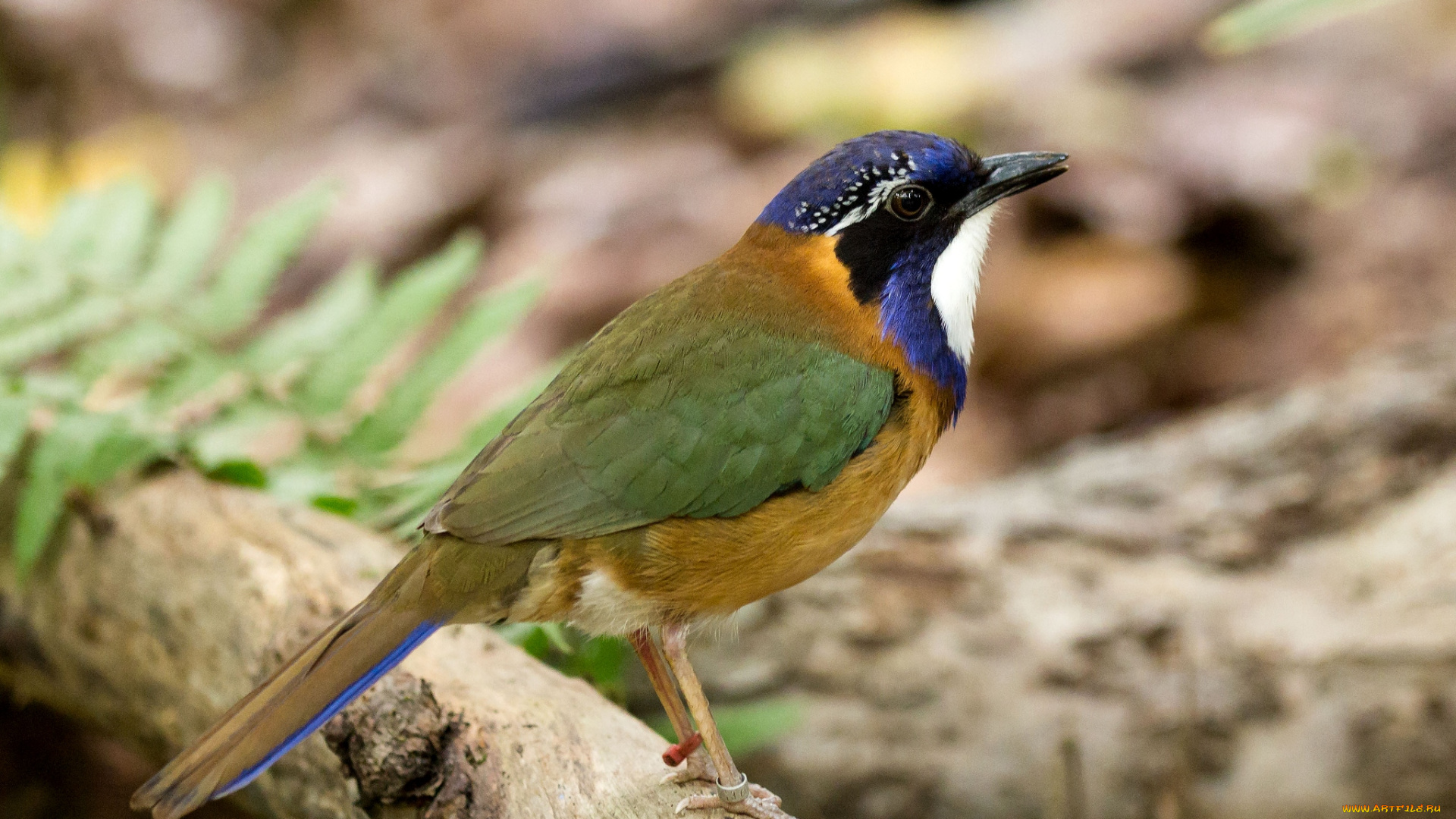 животные, птицы, пестрый