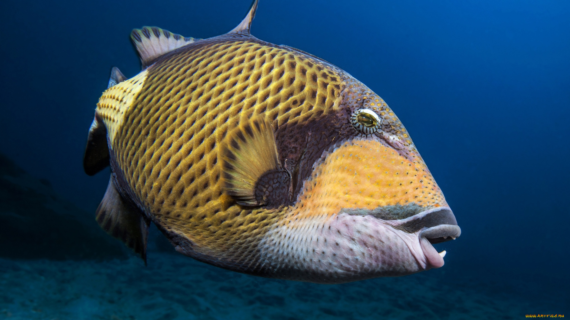 животные, рыбы, макро