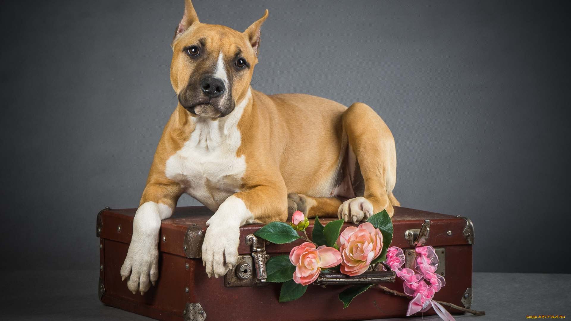 животные, собаки, пес