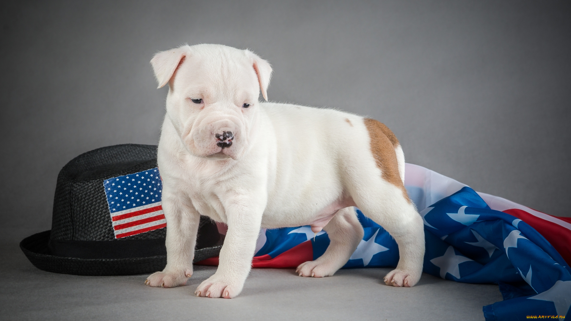 животные, собаки, щенок