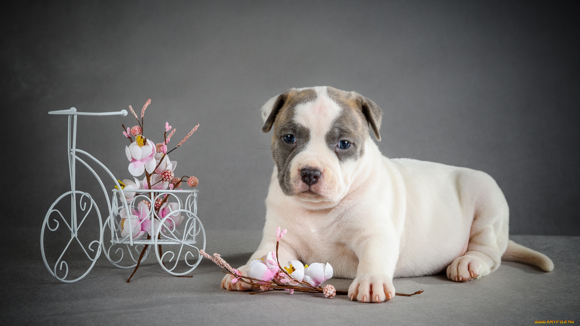 животные, собаки, щенок