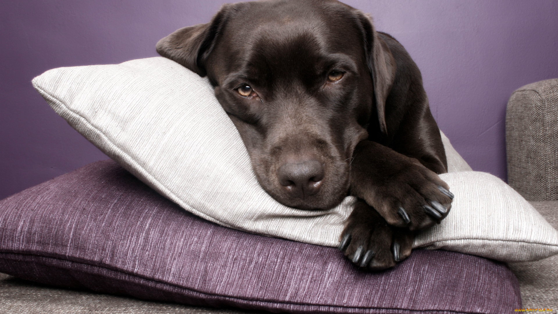 животные, собаки, взгляд, подушка