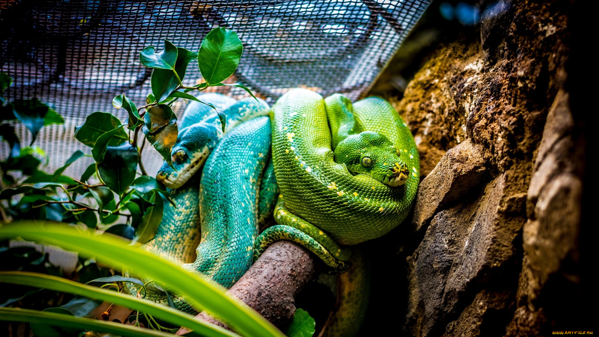 животные, змеи, , питоны, , кобры, пара, зеленый