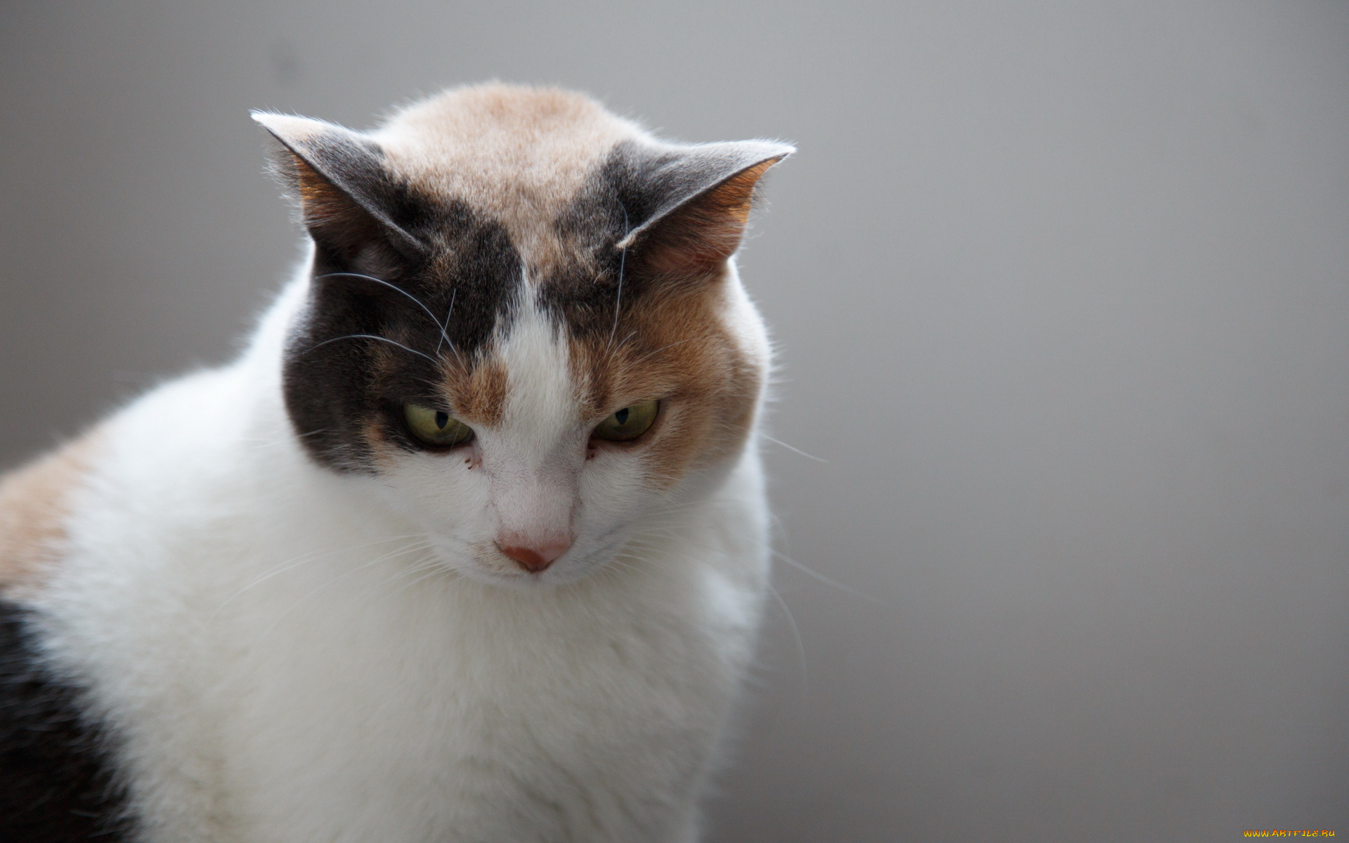 животные, коты, взгляд