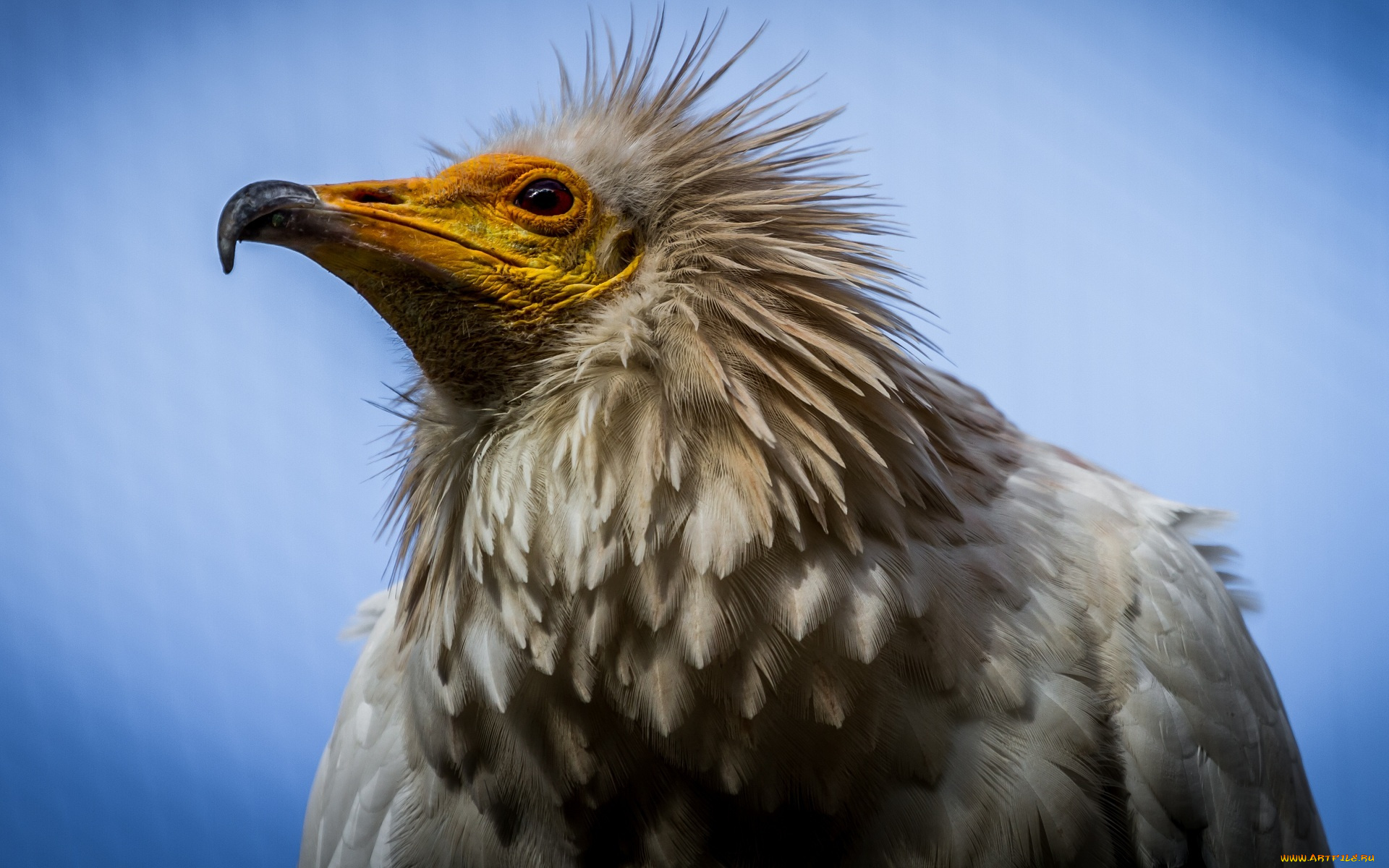 животные, птицы, -, хищники, клюв, перья, хищник, гриф