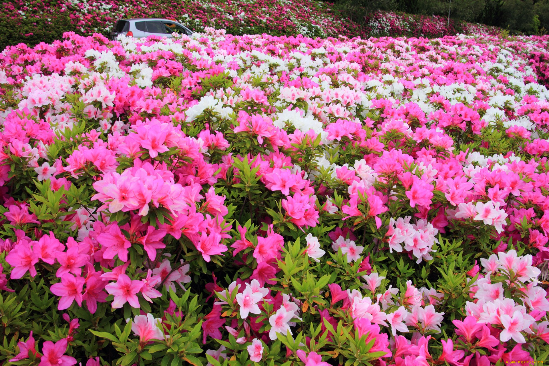 цветы, рододендроны, , азалии, бутоны