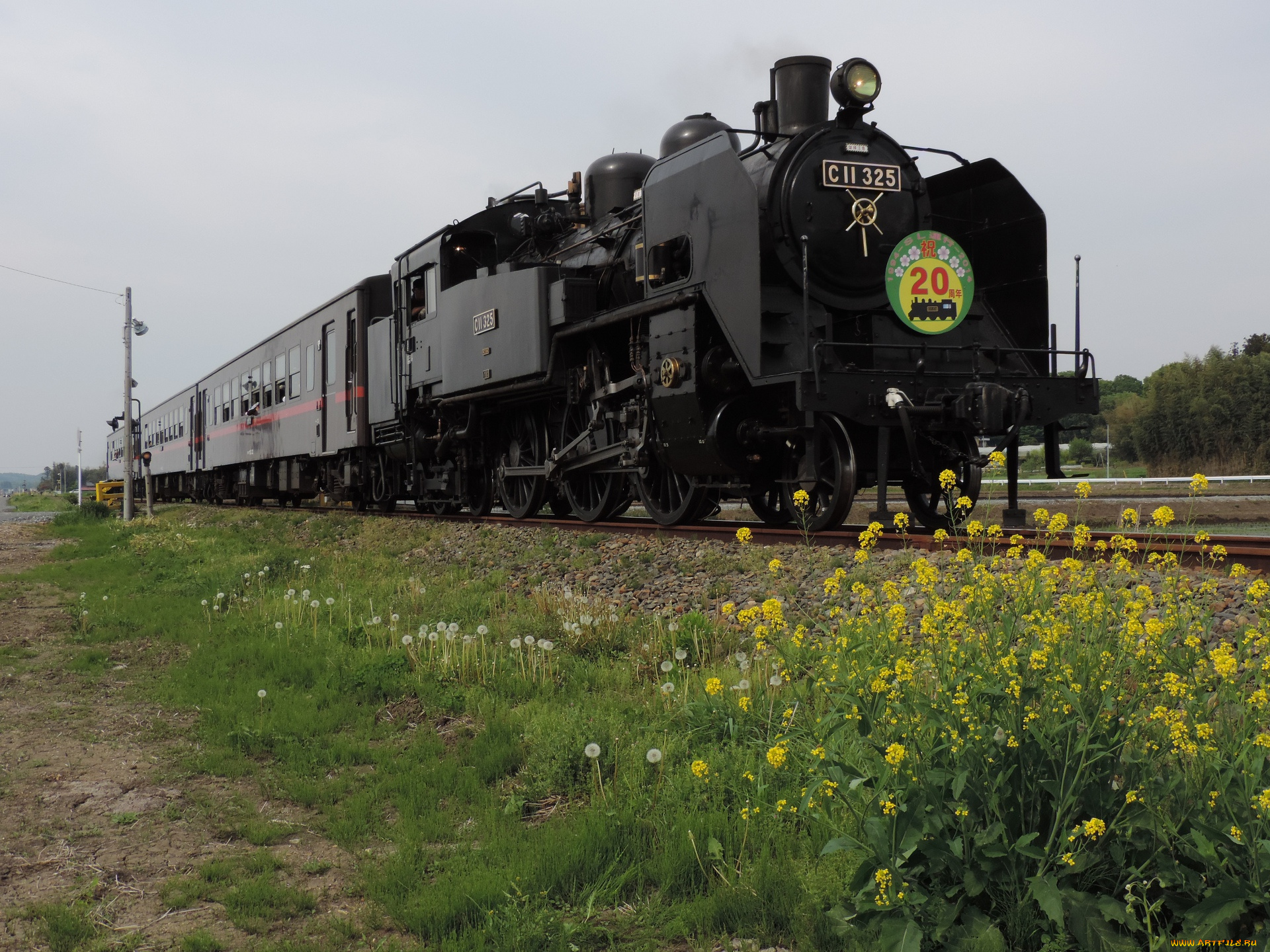 техника, паровозы, рельсы, цветы