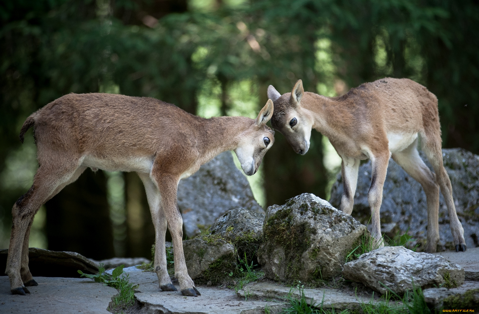 животные, козы, драка