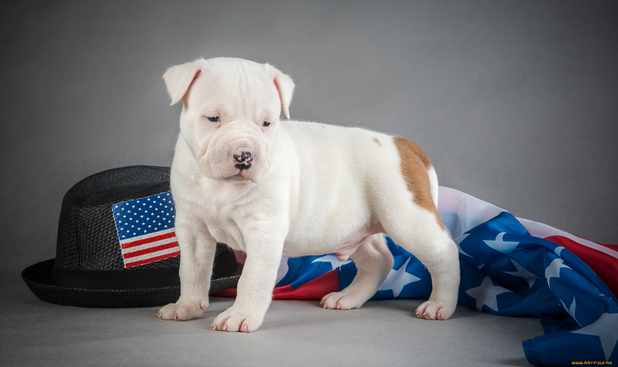 животные, собаки, щенок