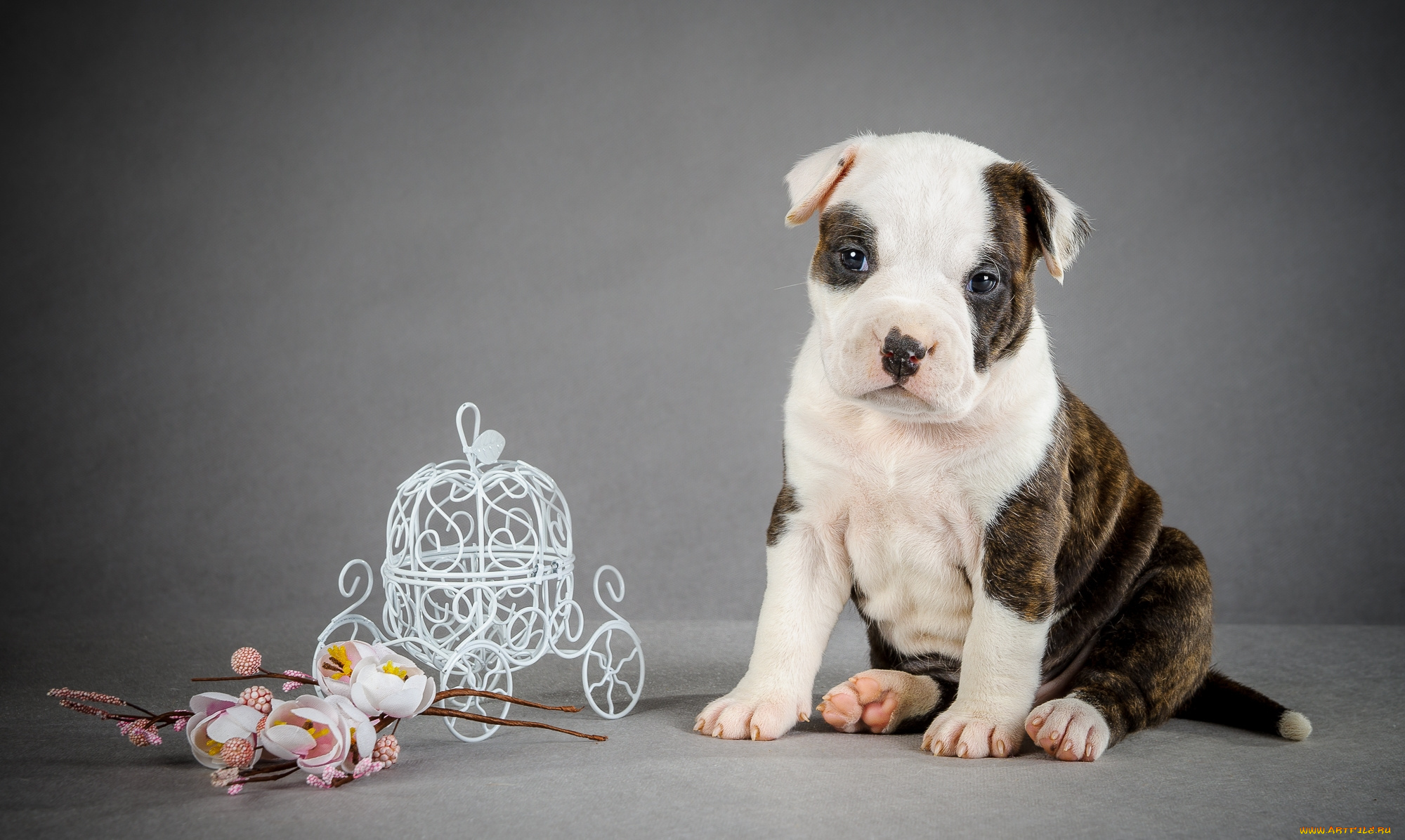 животные, собаки, щенок