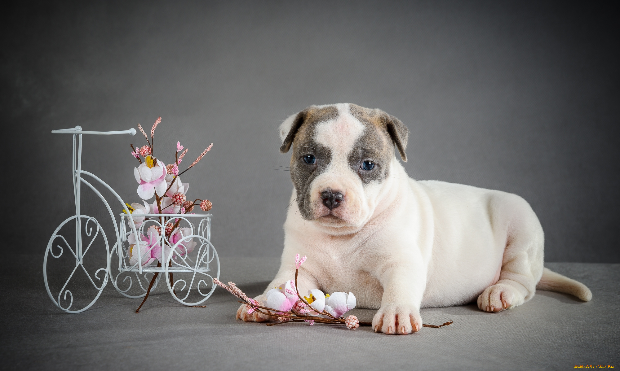 животные, собаки, щенок