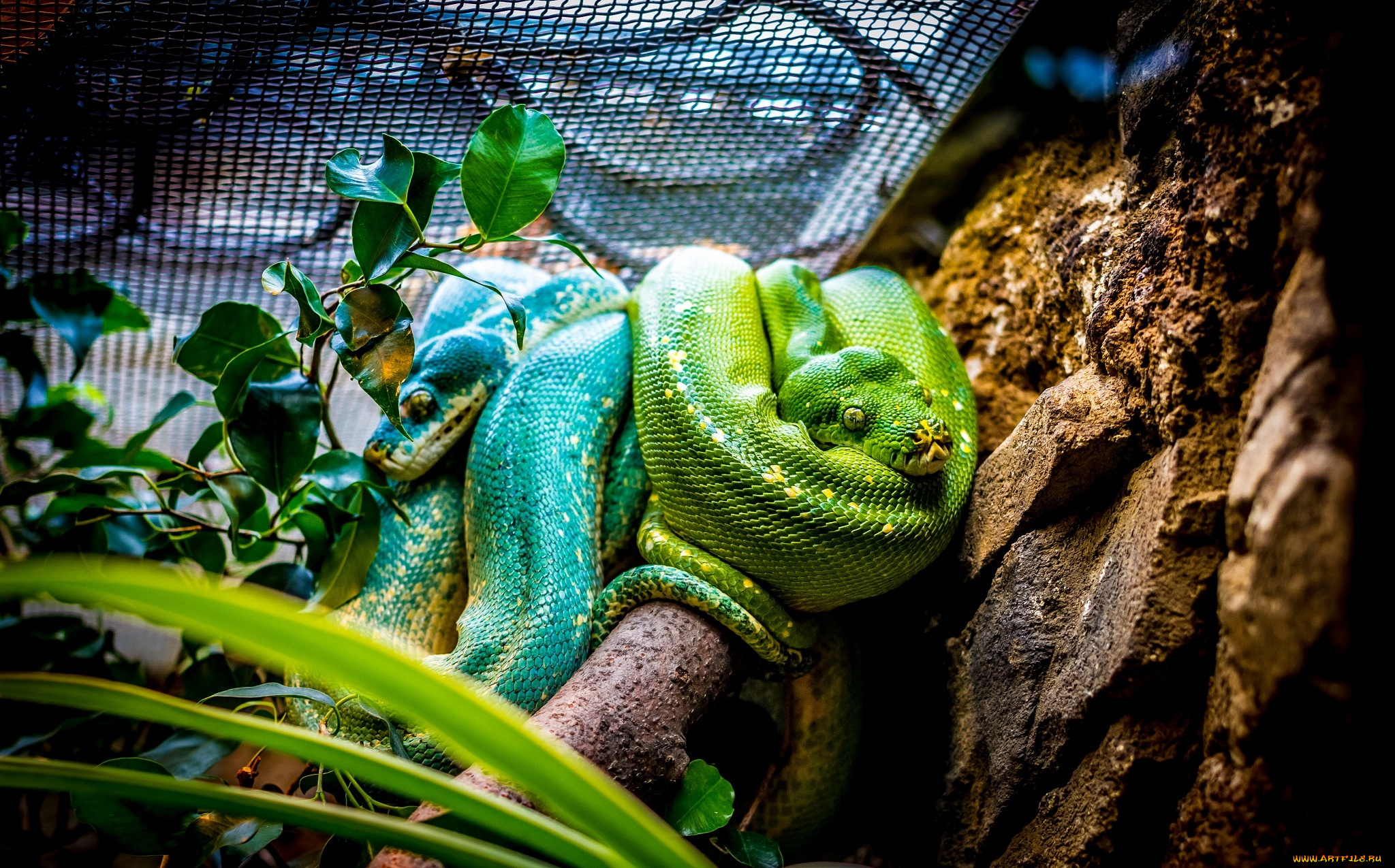 животные, змеи, , питоны, , кобры, пара, зеленый