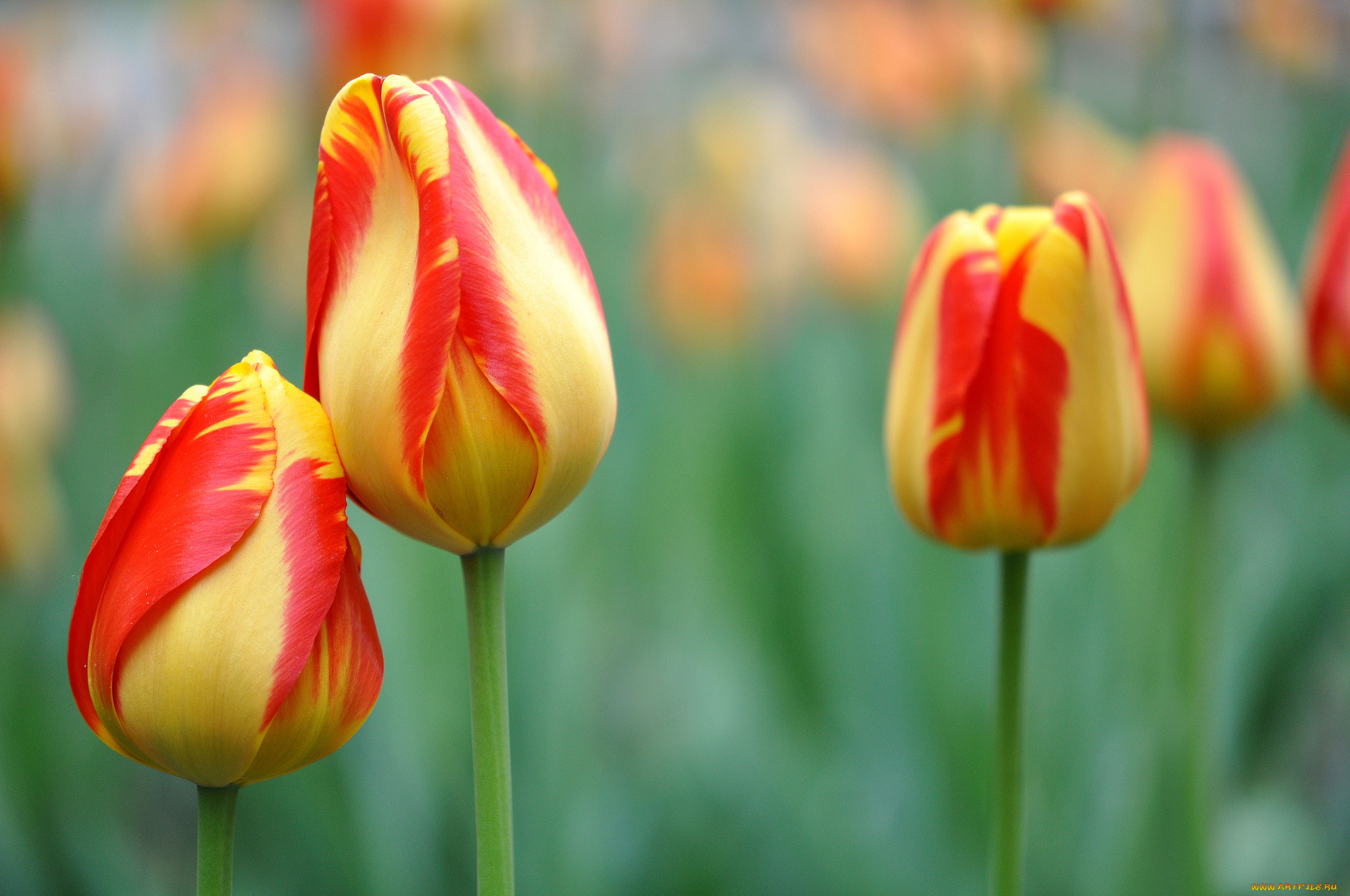 цветы, триллиумы, бутоны