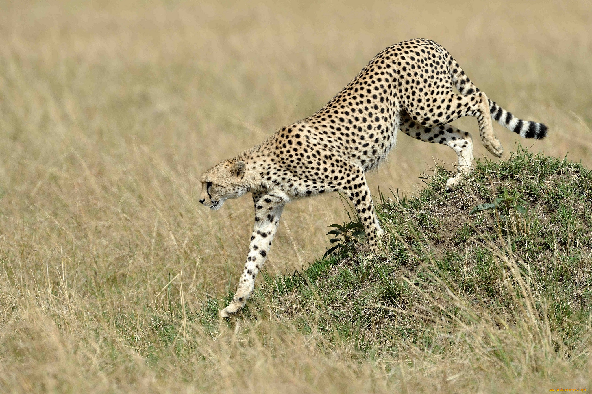 животные, гепарды, кошка