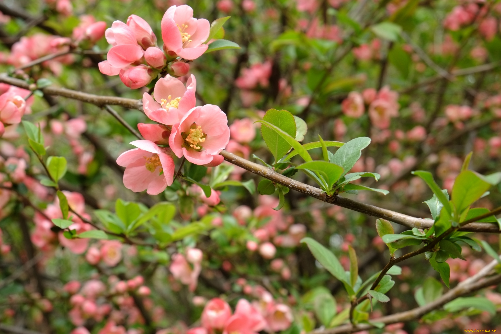 цветы, айва, весна