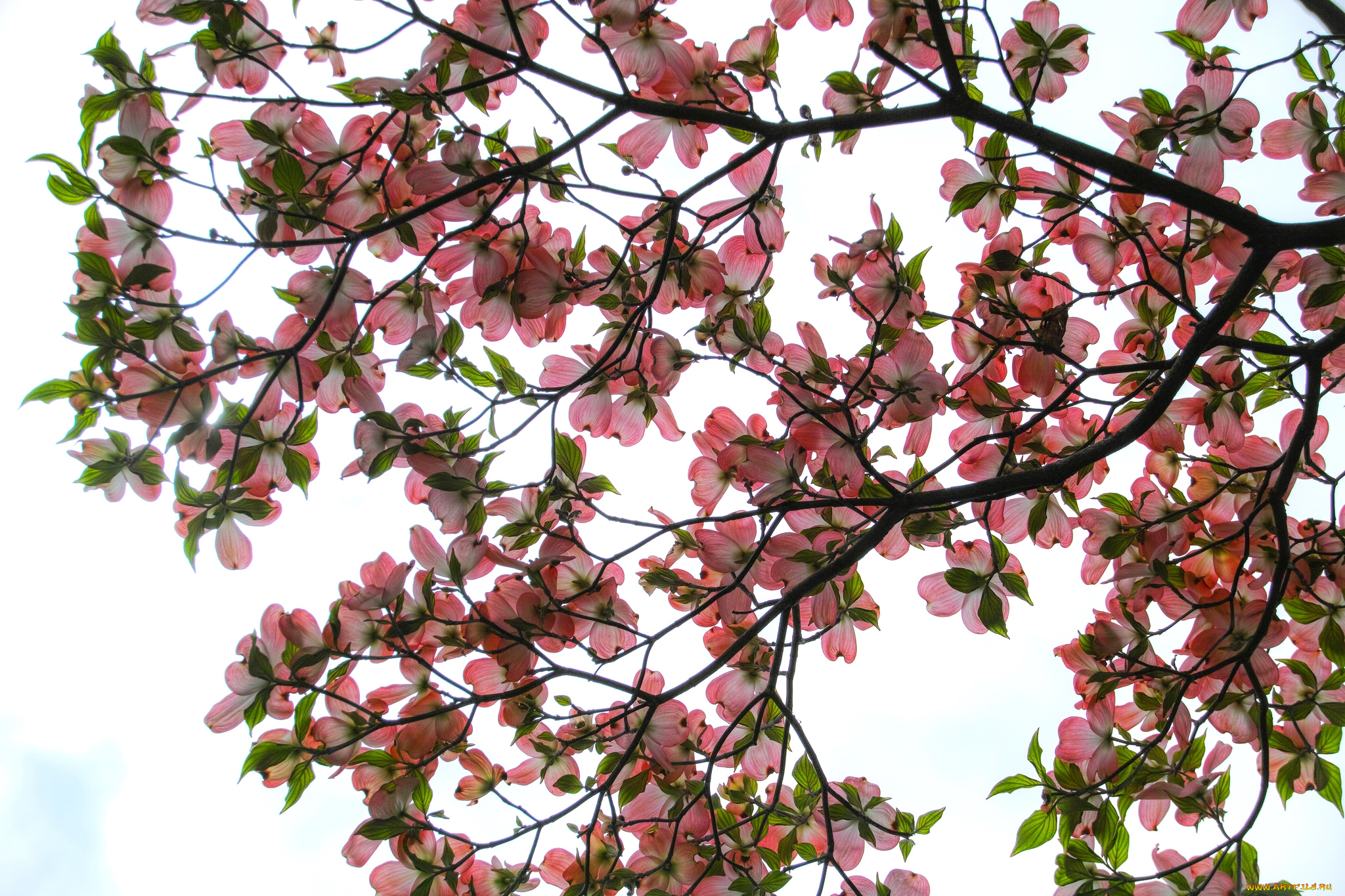 цветы, кизил, дерево