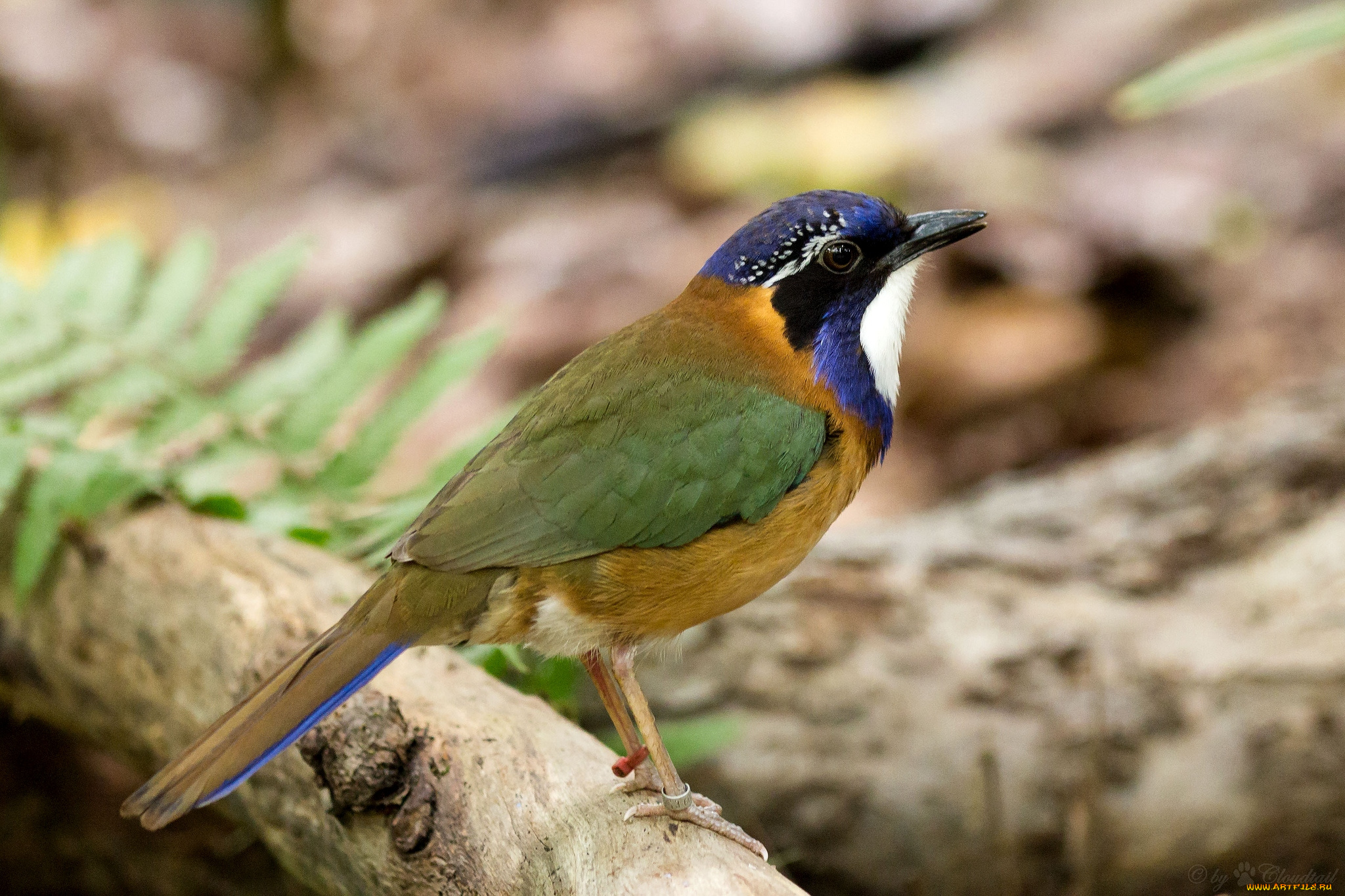 животные, птицы, пестрый