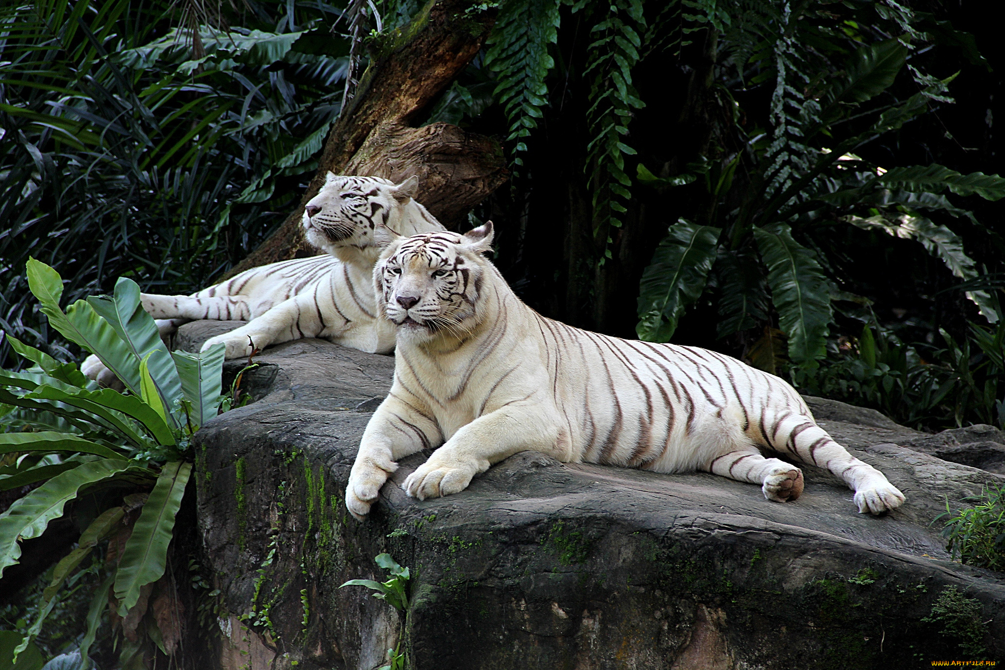 животные, тигры, пара