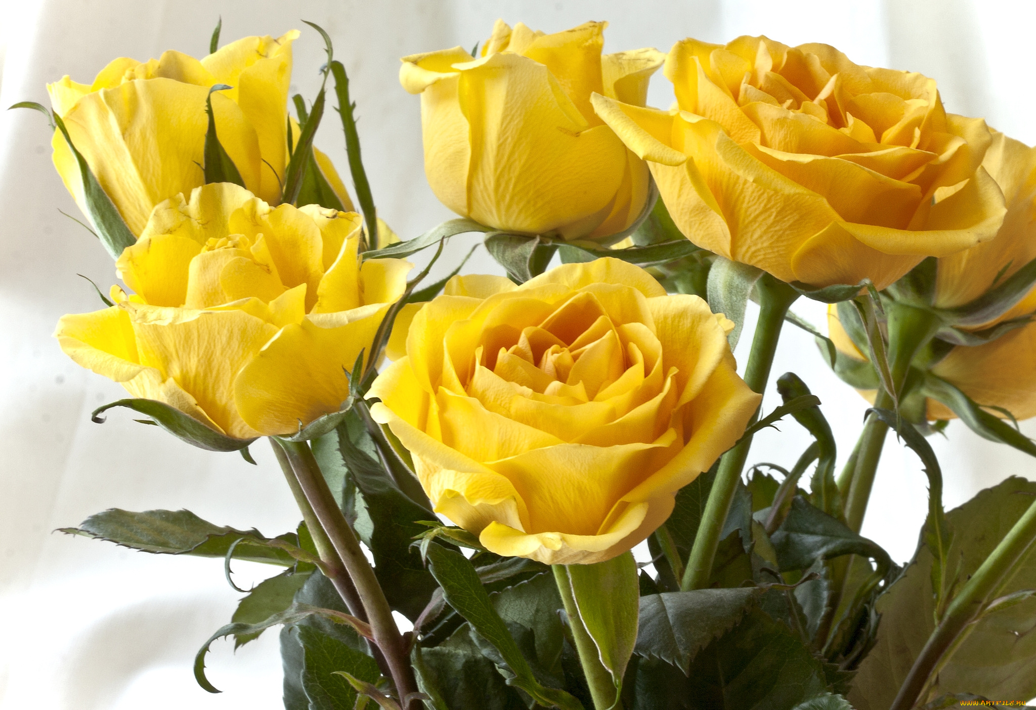 цветы, розы, желтый