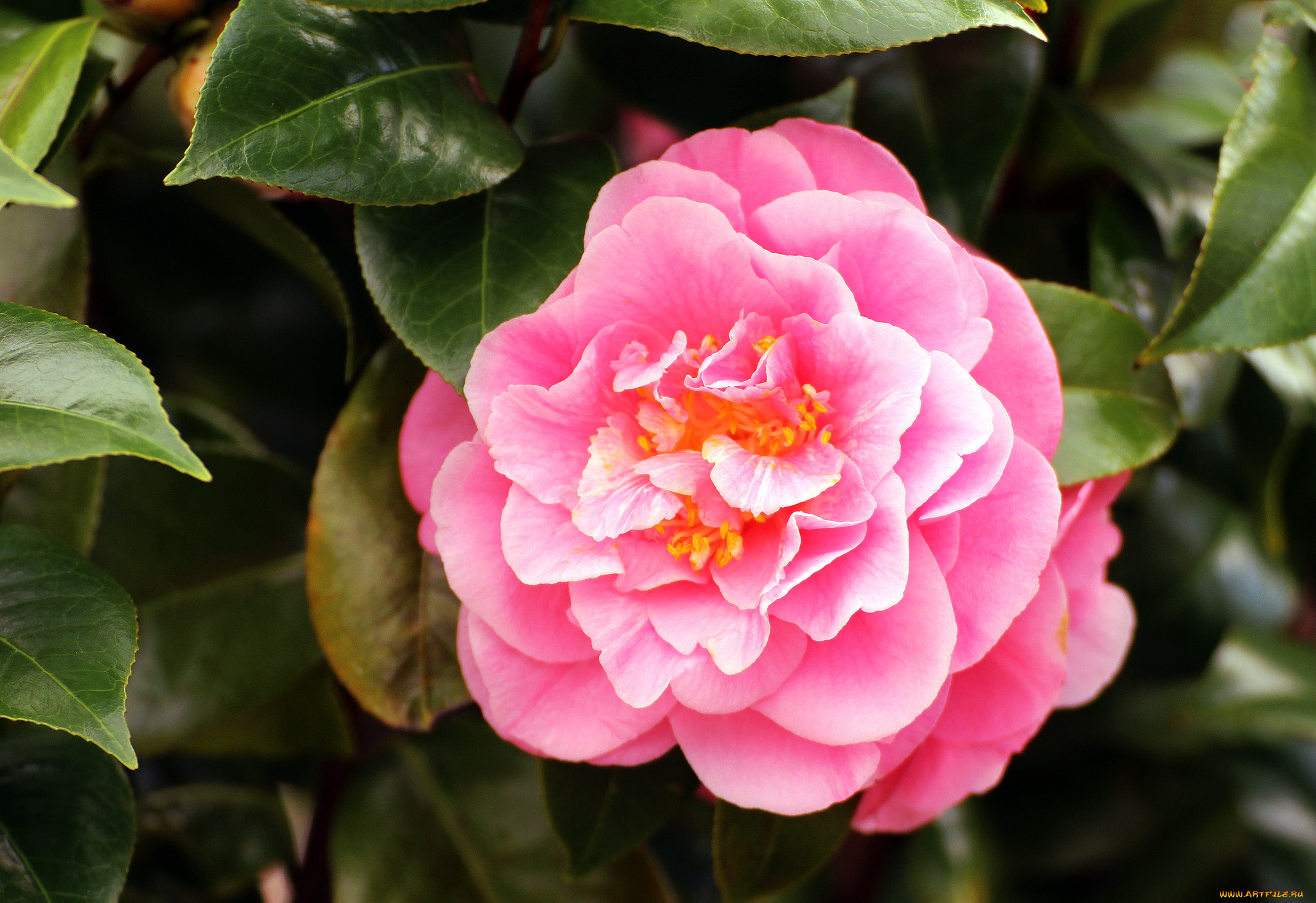 цветы, камелии, розовый