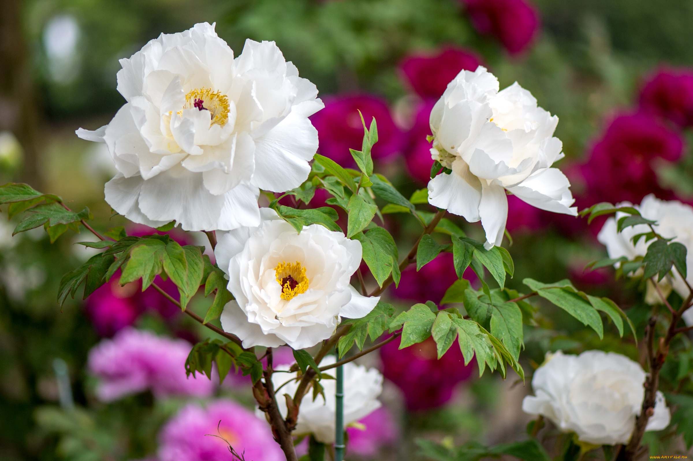 цветы, пионы, белый